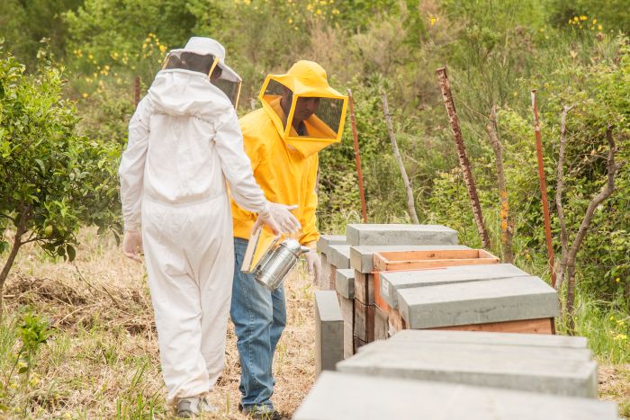 Un miele biologico siciliano tra i migliori al mondo per BiolMiel 2 apicoltore bergi