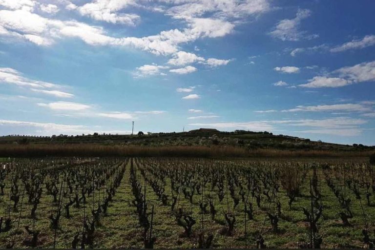 Cammino del Vino a Pachino