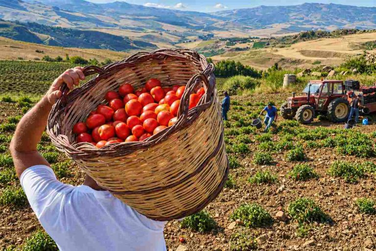 Pomodoro Rinascita Siccagno Valledolmo